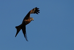 David Plant Photography - Wildlife Photography - Red kite - H